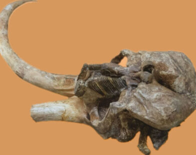 Craniul unui mamut vechi de aproximativ 350.000 de ani va fi expus la Palatul Culturii din Iași
