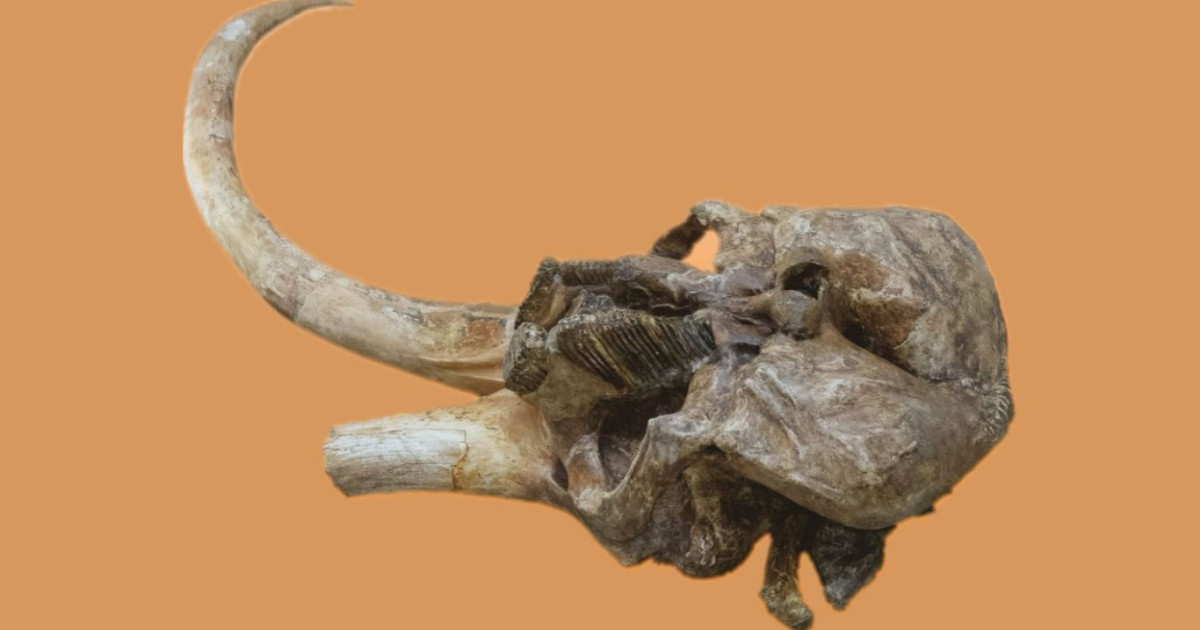 Craniul unui mamut vechi de aproximativ 350.000 de ani va fi expus la Palatul Culturii din Iași
